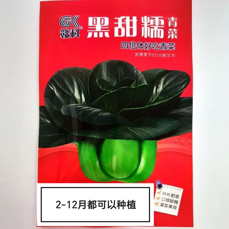 黑甜糯青菜种子耐寒抗病高产适合春夏秋冬季播种