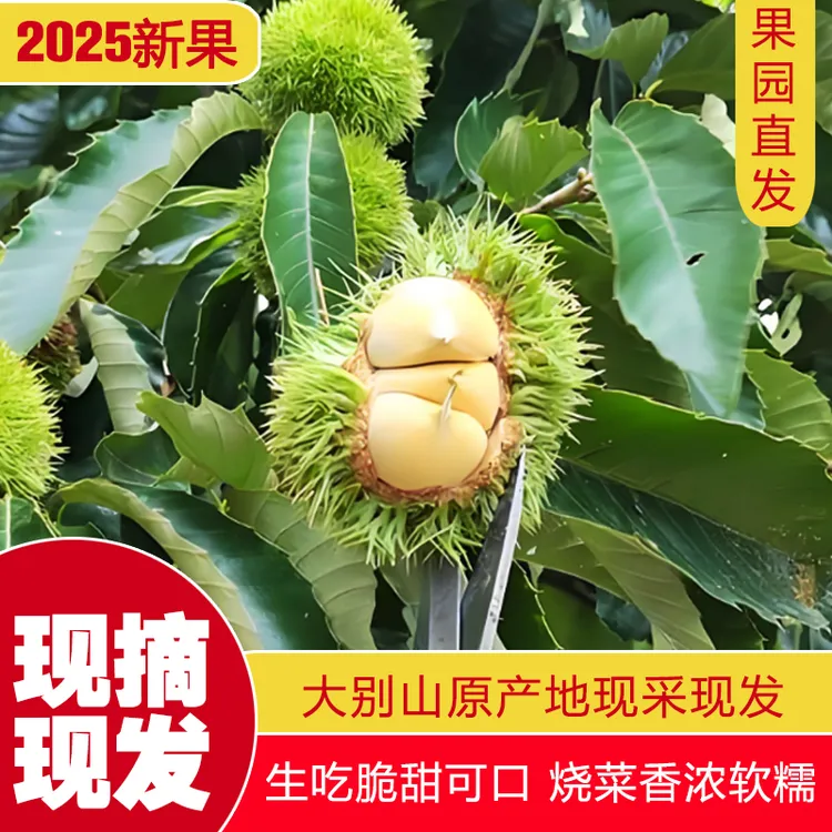 【嫩板栗3斤】大别山新鲜现摘嫩板栗香甜脆口内皮好剥100到150个