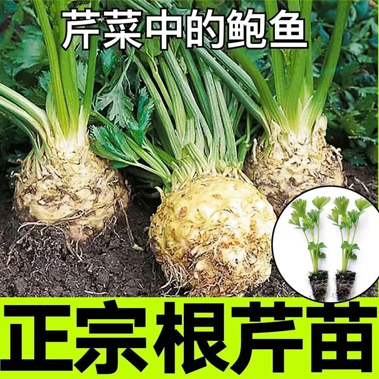 寿光根芹苗秧带土四季高产蔬菜苗盆栽阳台小院易活