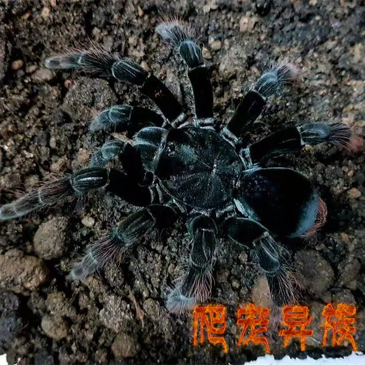 秘鲁食鸡蛛Pamphobeteus属 chicken spider 经典骨灰级玩家收藏款
