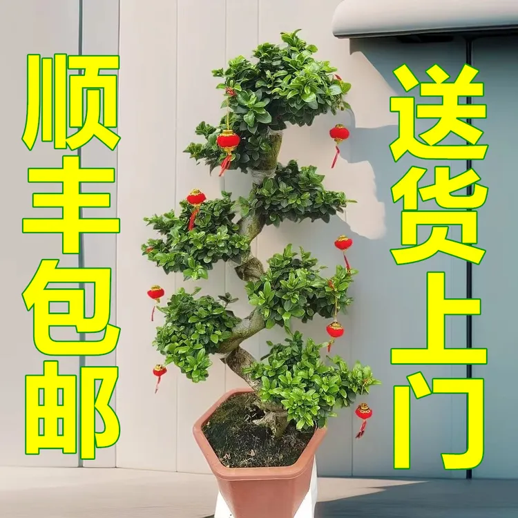 90公分~1米左右大型榕树盆景金钱榕S弯型桩造型观茎绿植四季常青