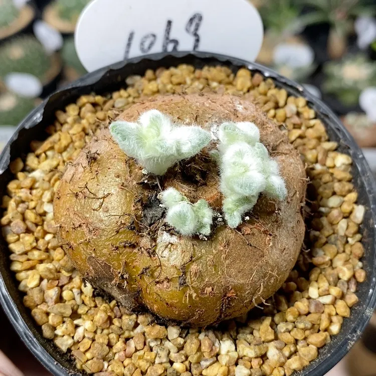 1069号实生断崖女王块根植物5.8cm