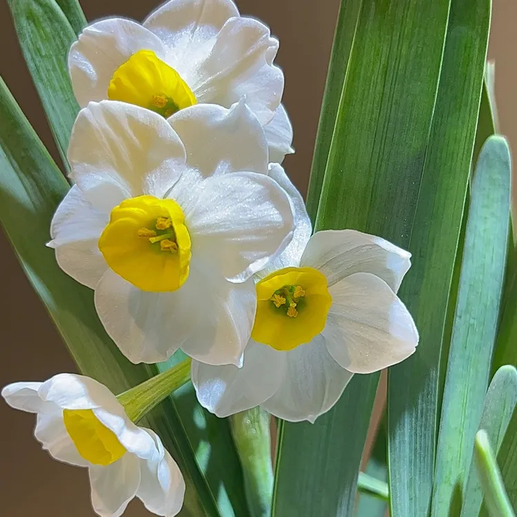 水仙花一盆水培植物室内外盆栽花卉冬季开花年宵