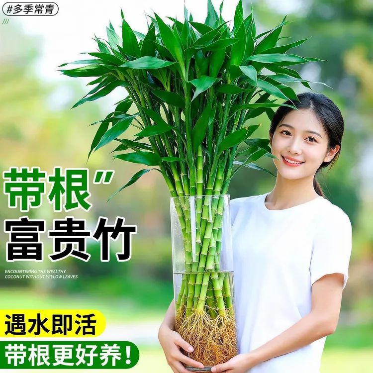 【基地优选带根】带根粗枝大叶富贵竹水培绿植室内客厅净化坏单包赔商品图