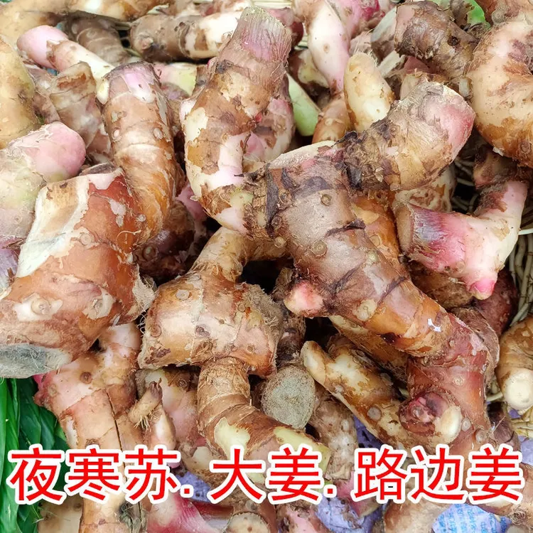 正宗贵州夜寒苏山姜煲汤新鲜去膻味调味牛羊肉火锅排骨汤