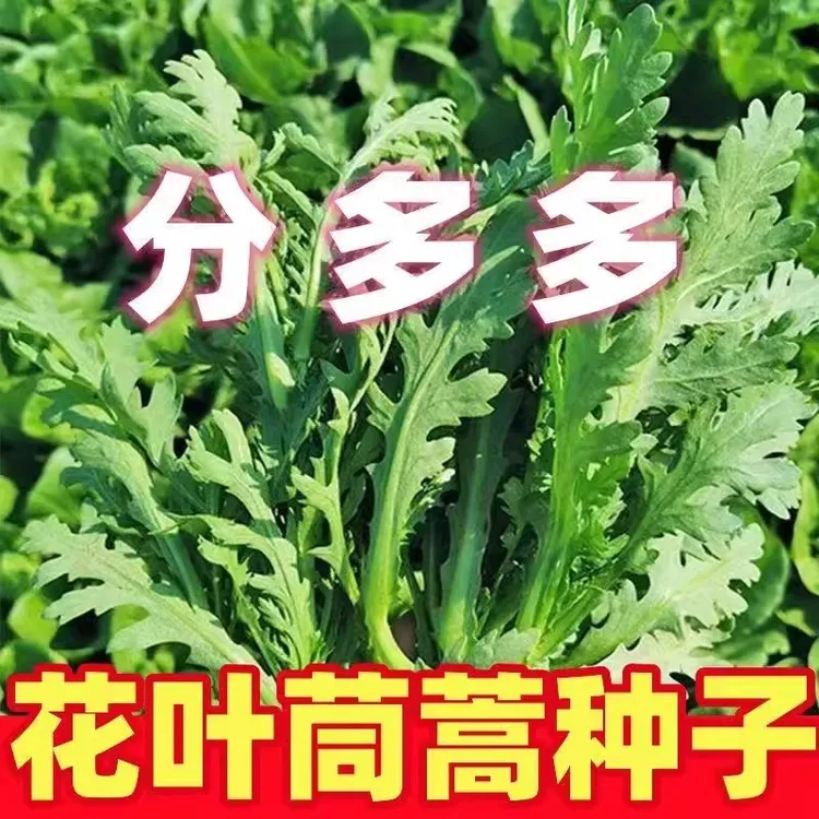 【花叶茼蒿种子】中叶茼蒿皇帝菜可多次采收四季农家蔬菜种子商品图