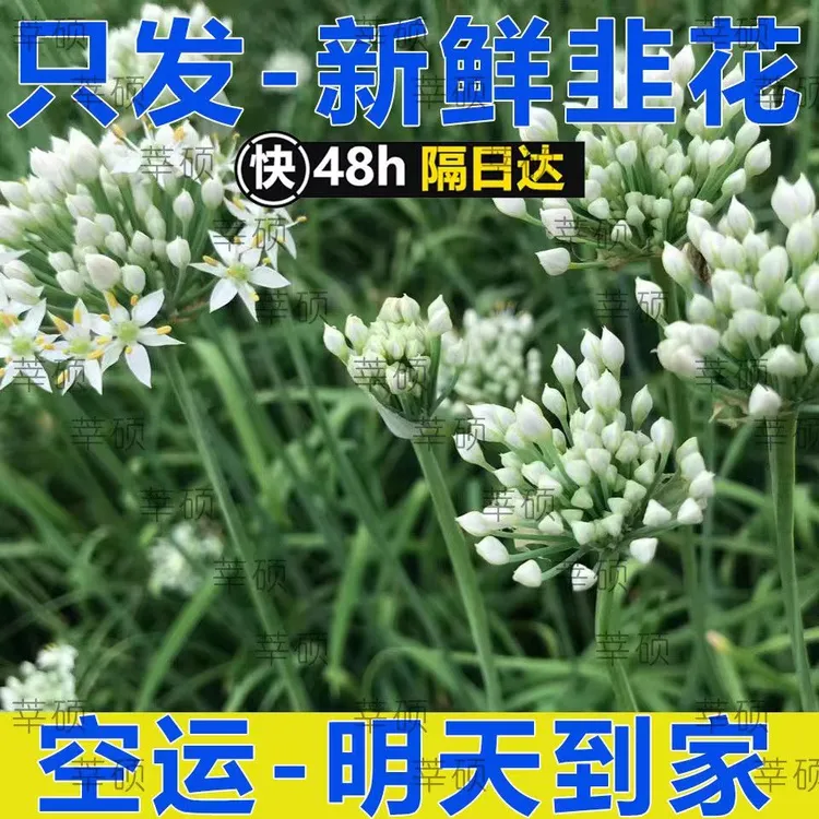 莘硕当季新鲜韭菜花花骨朵现摘可制作韭菜花酱