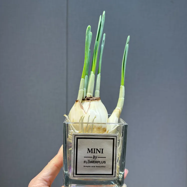 漳州水仙花盆栽年宵花卉开花水培室内外冬季绿植