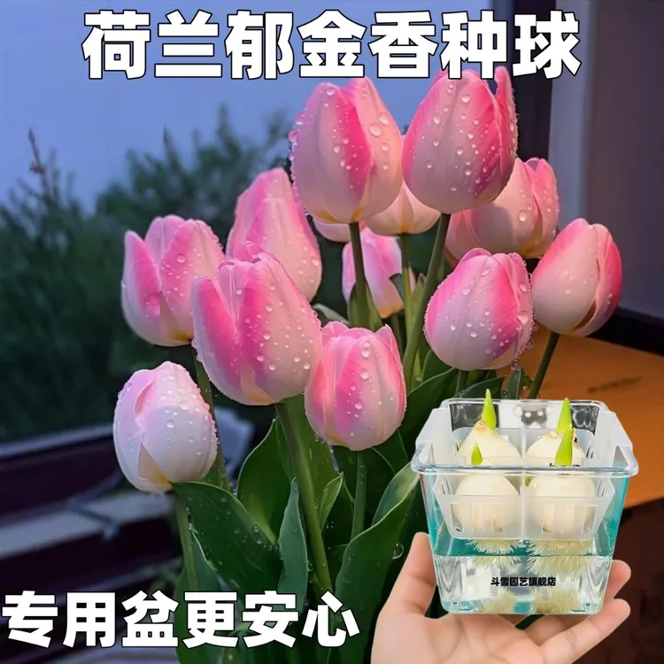 水培郁金香种球五度球荷兰进口土培水培耐寒盆栽种子水培植物阳台商品图