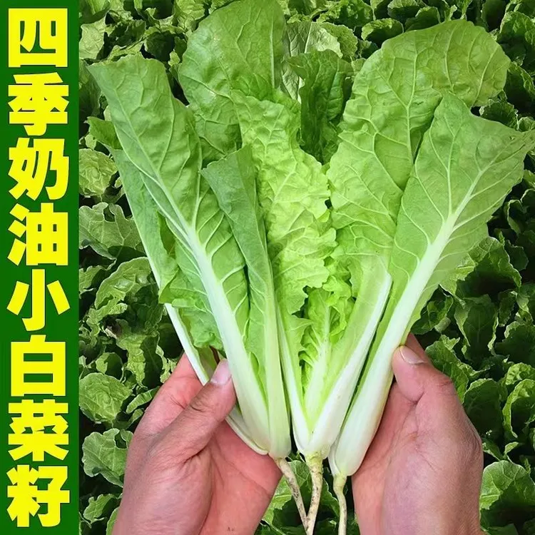 四季速生奶油快菜种子四季蔬菜种籽早熟小青菜阳台盆栽种植
