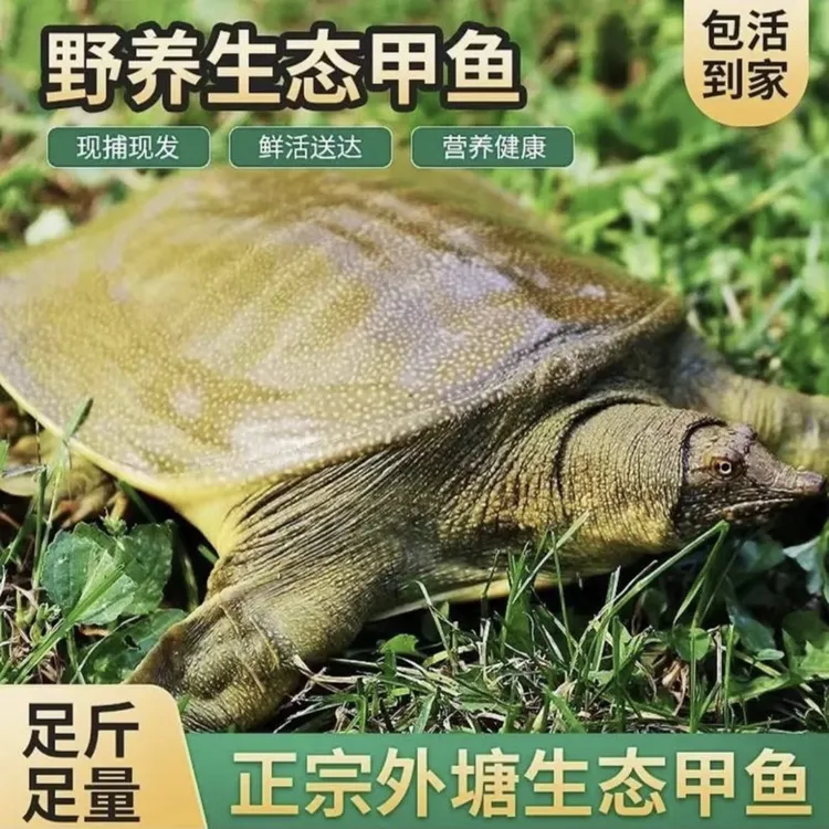 【公甲鱼】外塘散养甲鱼 顺丰包邮 老甲鱼外塘养殖老鳖食用