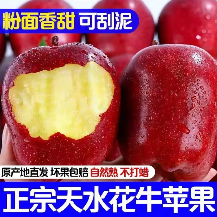 【脆粉可口】正宗甘肃天水花牛苹果当季水果高山种植原产地直发