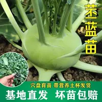 高产苤蓝苗紫苤蓝青苤了萝卜疙瘩菜苗西蓝花菜大白菜包心菜甘蓝苗