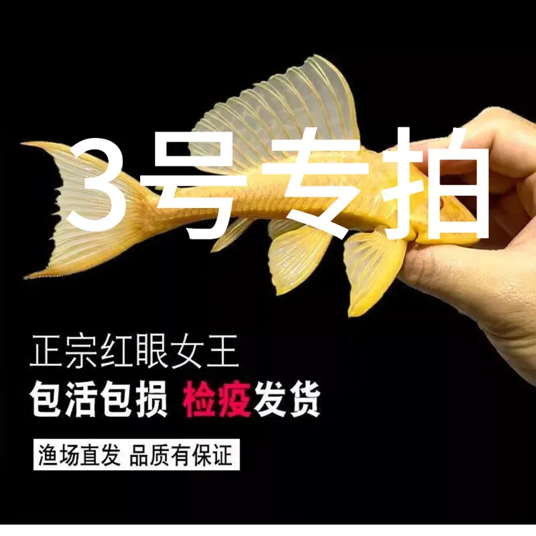 直播间一物一拍，热带鱼缸清道夫清洁工大型清理工具鱼观赏鱼