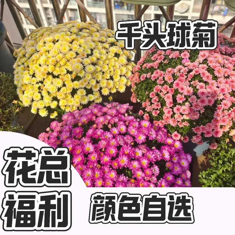 【球菊】盆栽多年生耐热耐寒带花苞适合阳台庭院养护