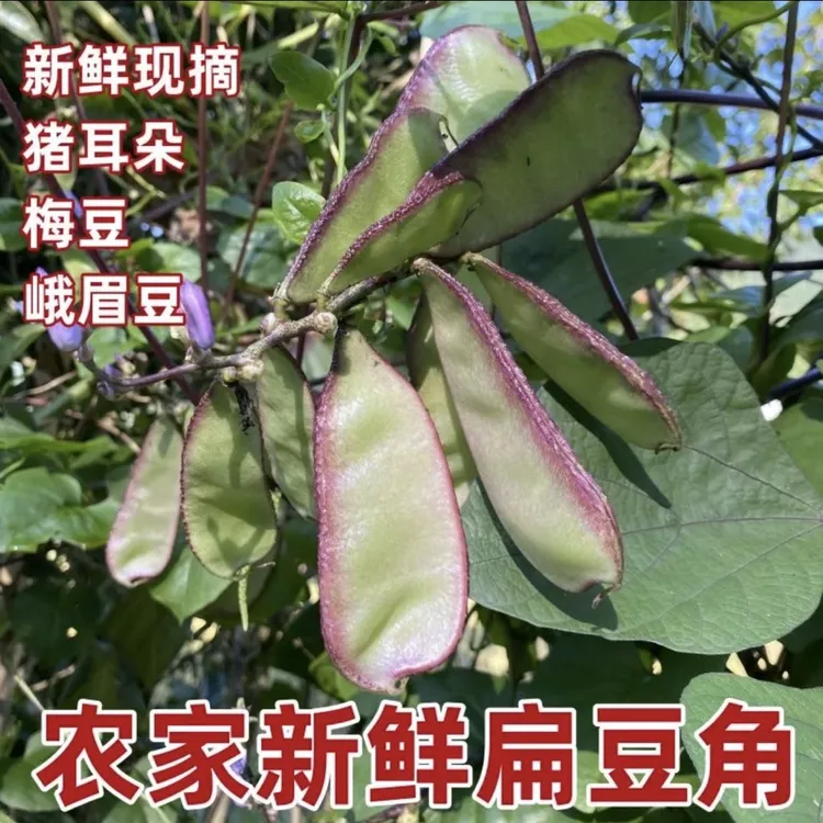 【贵州高原】农家自种紫边眉豆扁豆新鲜现摘现发新鲜看的到包邮W