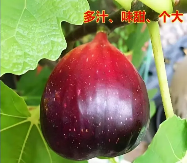 【五花树】庭院阳台适合南北方种植多年生好养四季常青