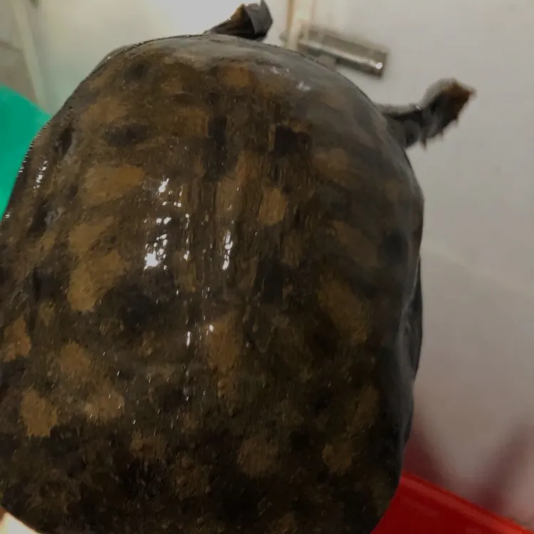 深水散养黑花甲鱼高档甲鱼 鲜活食用中华老鳖