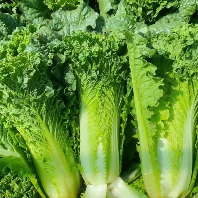 贵州高山露天麻叶菜大白菜青口白直筒白菜新鲜白菜