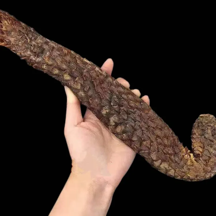 现泽堂生晒油性阿拉善肉苁蓉可泡水泡酒煲汤泡水秋冬季节采挖