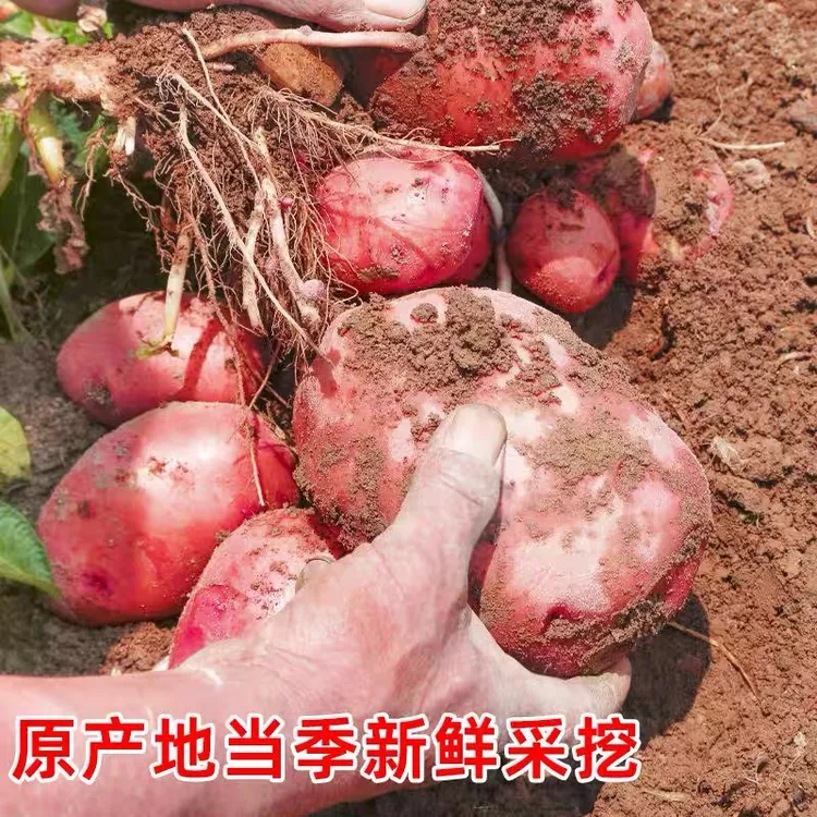 云南新鲜红皮黄心大土豆农家红洋芋粉面高山马铃薯