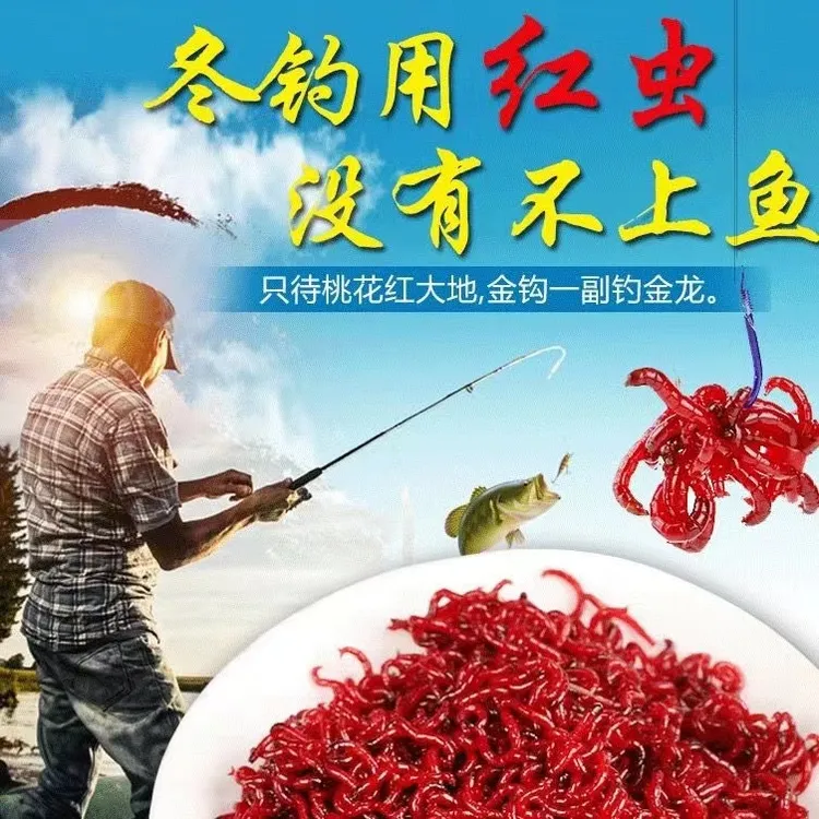 鲜红红虫大号活体活饵适用于野钓鲫鱼等多种场景钓鱼饵料