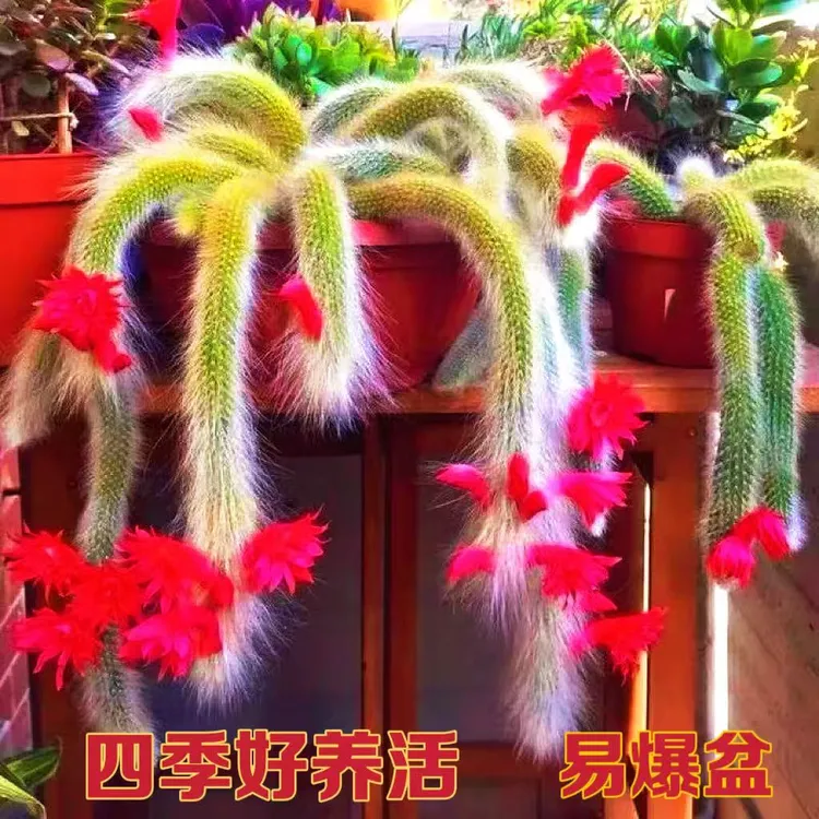 【正版九尾狐10棵】多肉植物长毛九尾狐仙人球稀有多肉好养会开花