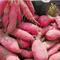 【京东、顺丰】榴莲蜜薯榴莲般口感绵密软糯