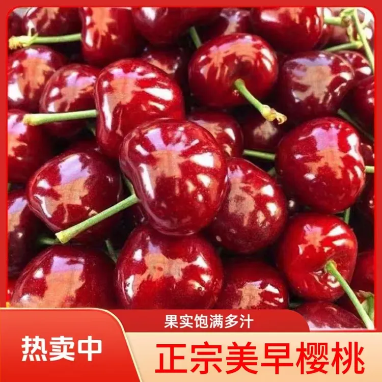 C-【京东顺丰】美早樱桃新鲜采摘应季水果脆甜多汁J-5J 内附果径卡商品图
