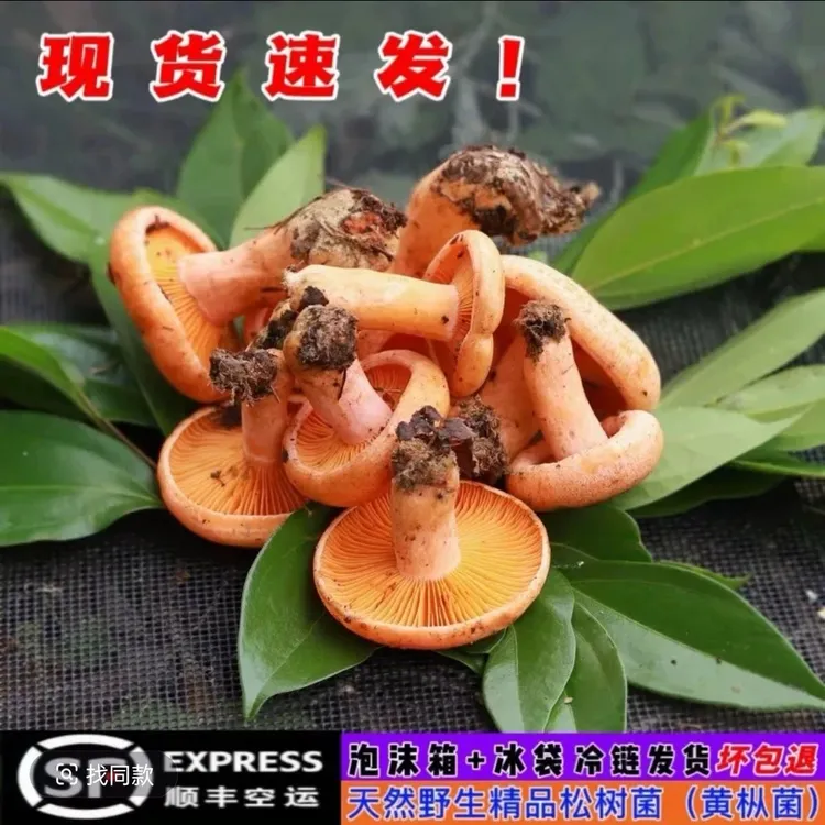 湘西黄枞菌中小朵 新鲜直发
