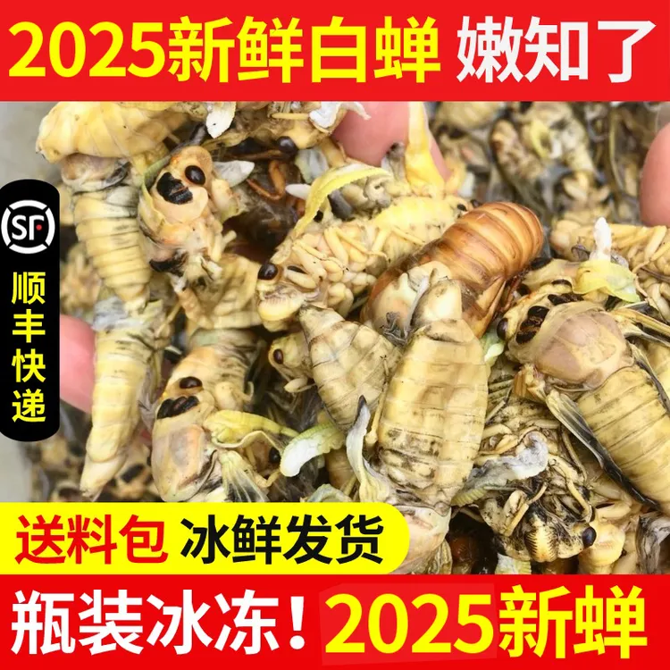 2025新鲜纯野生白蝉竹蝉嫩知了现抓现发顺丰冷链包邮