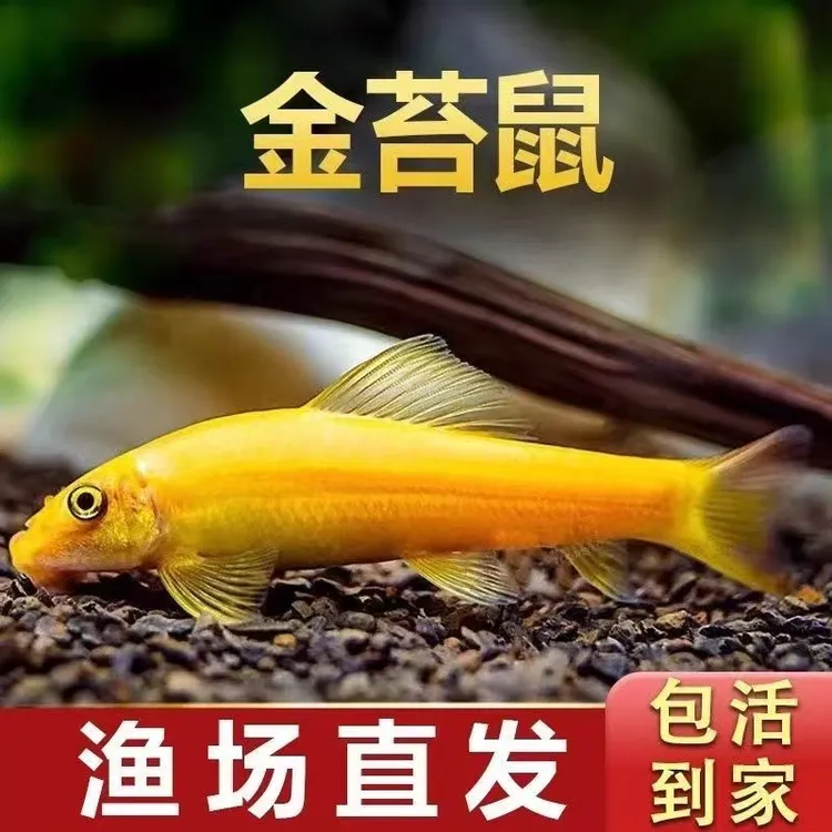 鱼缸除藻观赏鱼清洁鱼金苔鼠鱼清除藻粪便垃圾热带鱼彩虹鲨青铜鼠