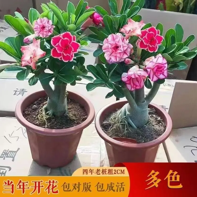 【新疆包邮】沙漠玫瑰盆栽老桩四季开花好养室内阳台花卉绿植盆景