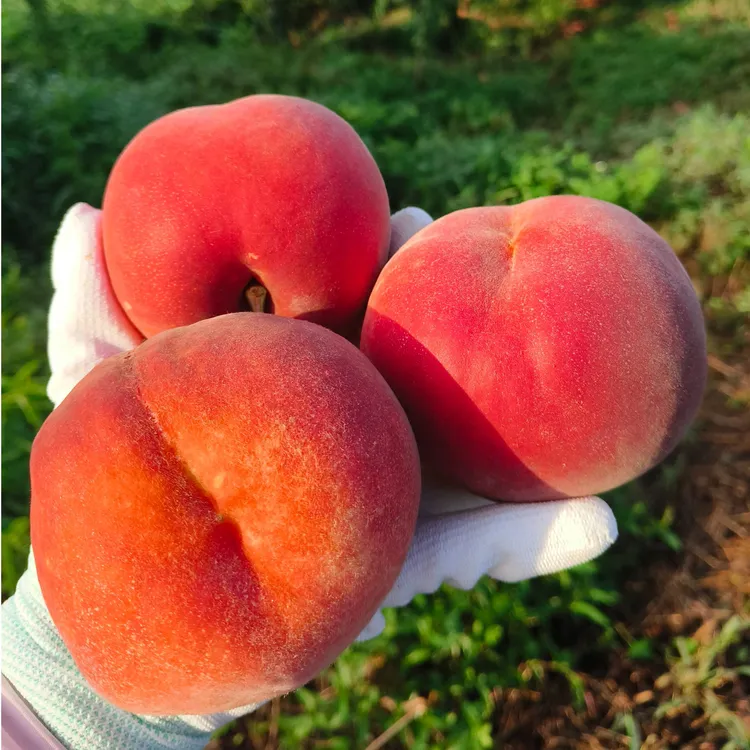 丹东水密艳红毛桃应季新鲜水果鲜甜多汁礼盒装【顺丰辽吉黑京津冀】