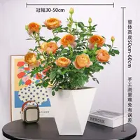 （带花苞发货）云南新款果汁阳台月季大花苗带花苞多季节