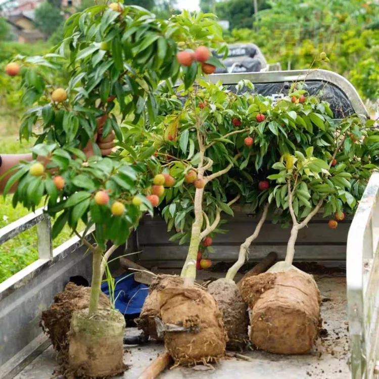 广西无核荔枝树带叶带土发糯米糍荔枝树苗嫁接荔枝树苗妃子笑桂味