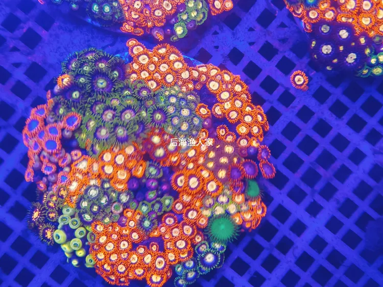 海缸双色纽扣拼盘含多种海水纽扣品种