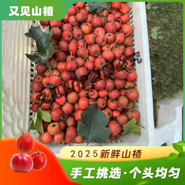 【优选大果】大金星山楂2025河北新鲜山楂现摘现卖水果酸甜产地直发