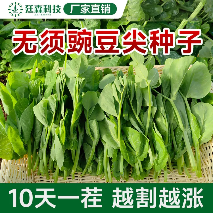无须豌豆尖种籽豌豆苗种子四季蔬菜豌豆芽苗菜豌豆苗种蔬菜种子