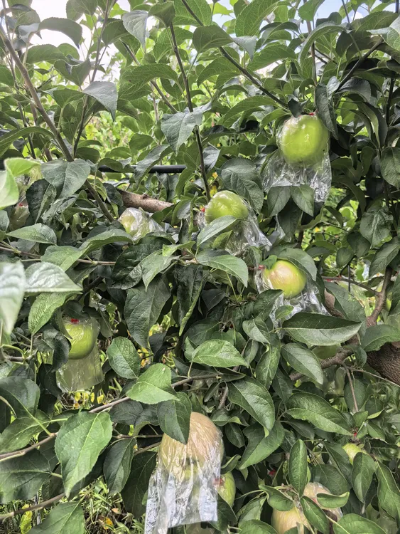 红露青红超甜苹果