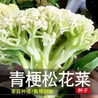 【全店满5元包邮】花菜种子散花青白色有机花椰菜高产耐寒耐热易种