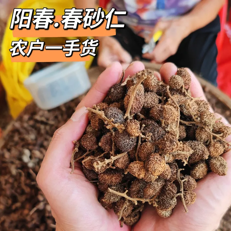 阳春春砂仁正品原产地选材正品精选干果砂仁特产煲汤蒸肉蒸排骨