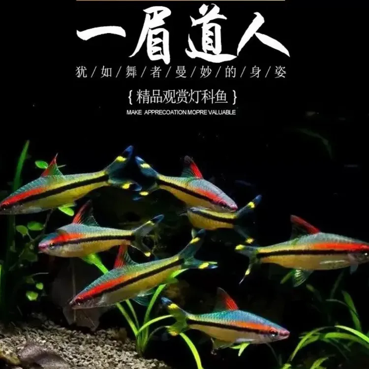 一眉道人精品淡水小鱼观赏鱼小型热带淡水群游好养淡水鱼适合新手