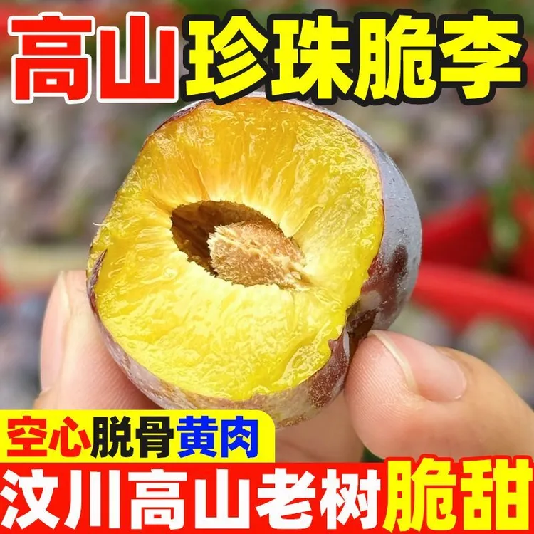 【顺丰京东包邮】正宗汶川高山蜜脆李脆甜多汁脱骨离核小时候的味道
