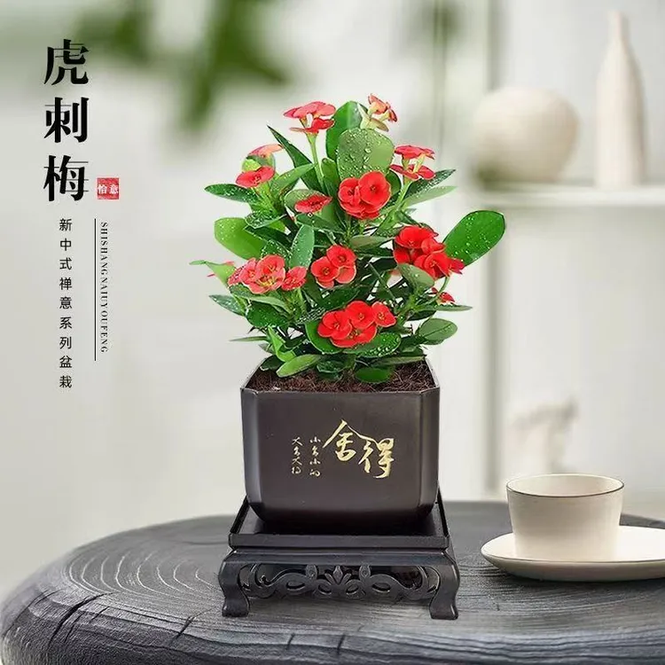 虎刺梅盆栽铁海棠室内花卉客厅绿植耐干好养易活大叶大花虎刺梅