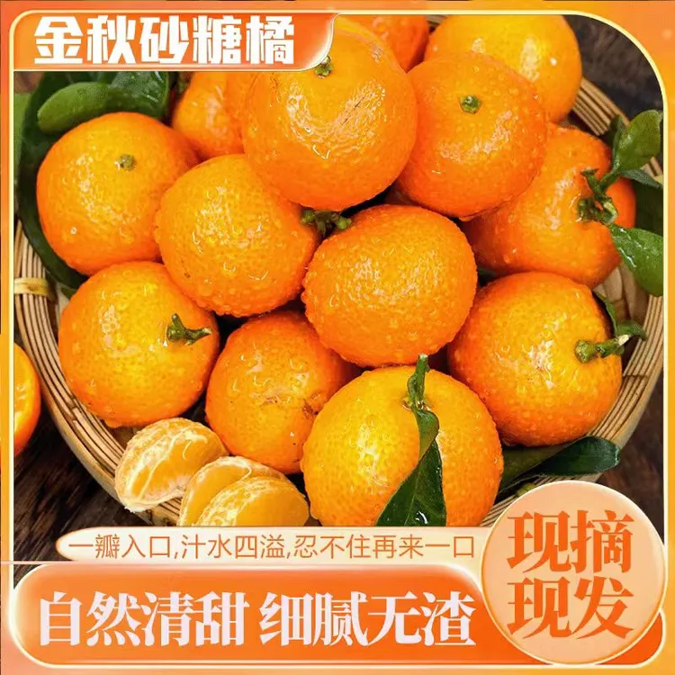 广西金秋沙糖桔 纯甜无酸 现摘现发 