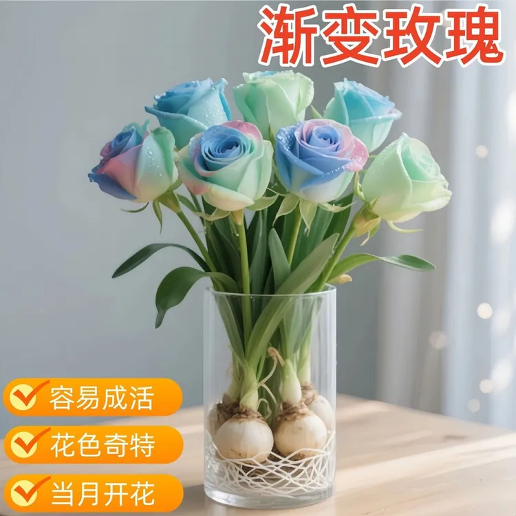 浓香型玫瑰花驱蚊虫重瓣水培耐热花卉办公室内绿植盆栽当年开花