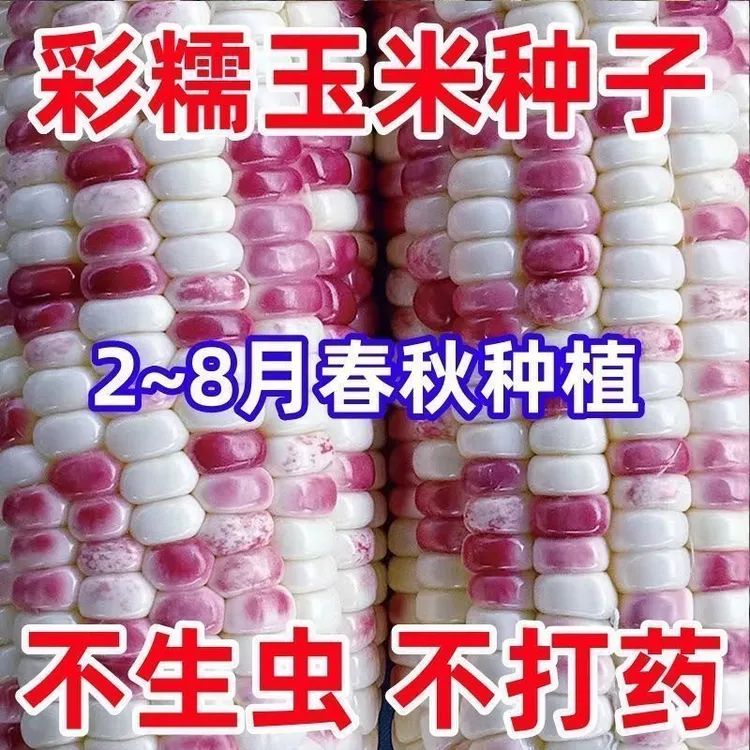 超甜彩糯玉米种子糯米甜糯软糯粘玉米包谷种子早熟高产非转基因