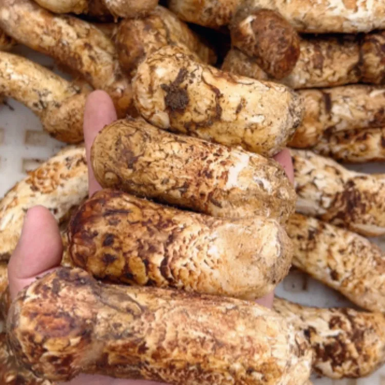 鲜松茸云南香格里拉松茸野山菌松茸煲汤刺身炭烤油煎高端食材