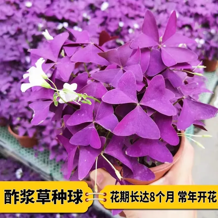 紫叶酢浆草籽酢浆草种球多年生幸运草庭院盆栽花卉春秋室内花种子